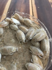 Emerita portoricensis