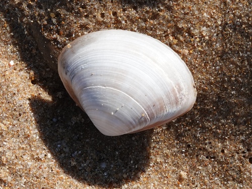 Mactra stultorum
