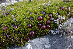 Coprosma atropurpurea