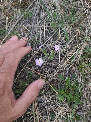 Phlox alyssifolia, photograph 6