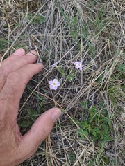 Phlox alyssifolia, photograph author not stated, no rights reserved