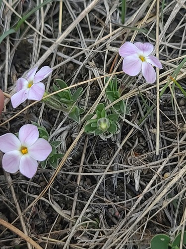 Phlox alyssifolia, photograph 5