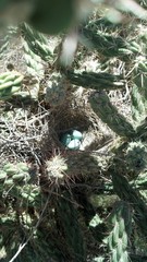 Toxostoma curvirostre