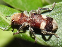 Enoclerus mexicanus