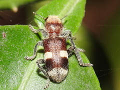 Enoclerus mexicanus