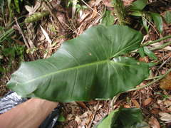 Philodendron sagittifolium