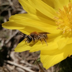 Andrena haemorrhoa