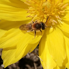 Andrena haemorrhoa