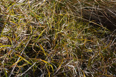 Carex wakatipu