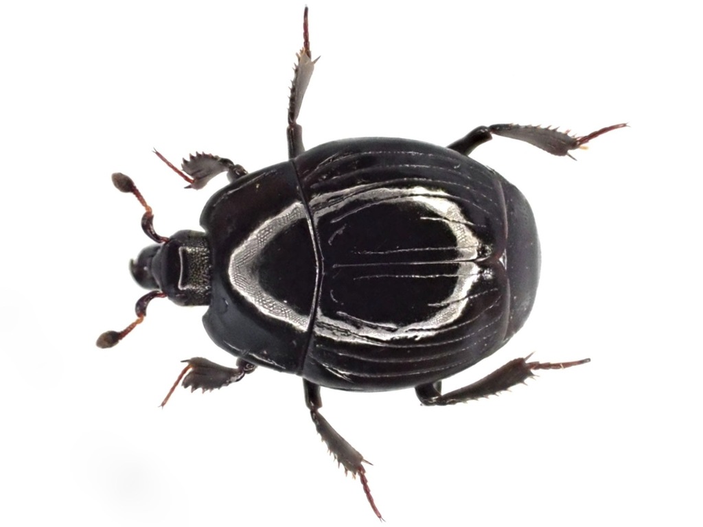 Margarinotus marginatus