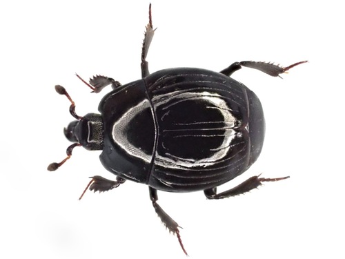 Margarinotus marginatus