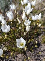 Gentianella muelleriana