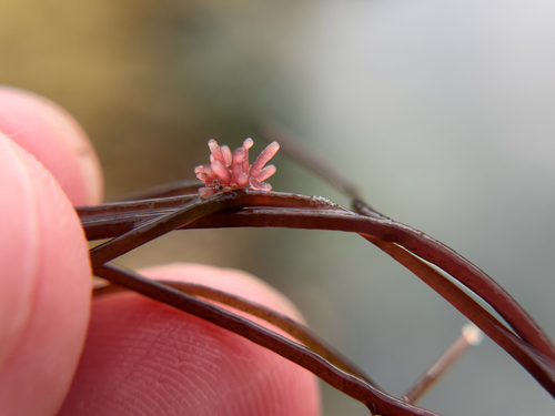 Janczewskia lappacea, 2026-04-22