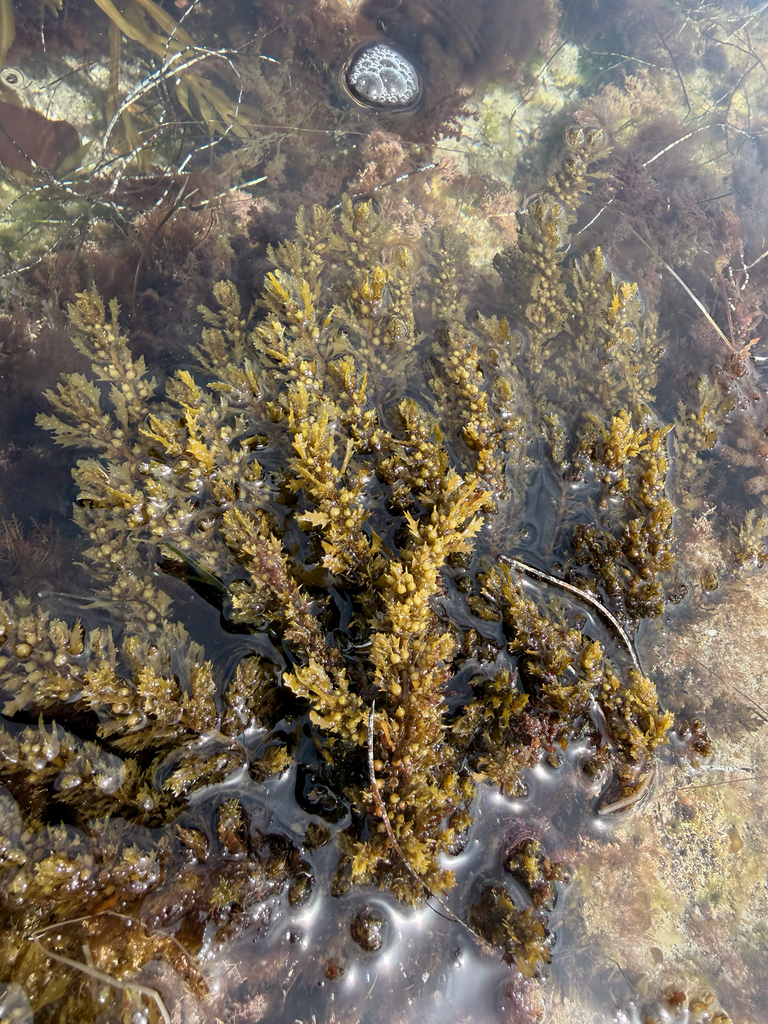 Sargassum agardhianum