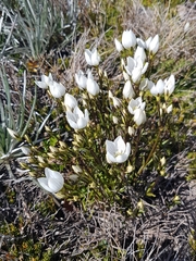 Gentianella muelleriana