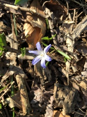 Scilla forbesii