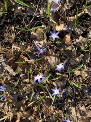 Scilla luciliae