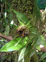 Elleanthus capitatus