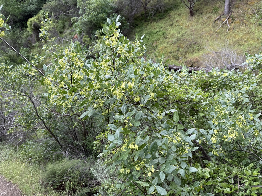 Ptelea crenulata; photograph (c) Qadry Anthony, some rights reserved (CC BY)