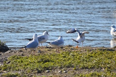 Chroicocephalus ridibundus