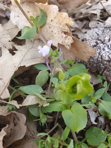 Linaria reflexa, photograph 5