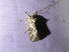 Lichnoptera