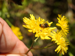Cryptocephalus rugicollis