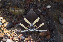 Grammodes ocellata