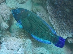 Pseudodax moluccanus