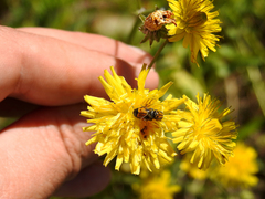 Cryptocephalus rugicollis