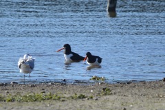 Haematopus ostralegus