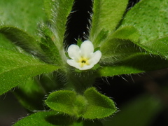 Lithospermum matamorense