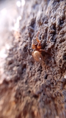 Robertus lividus