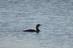 Phalacrocorax carbo