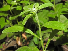 Lithospermum matamorense
