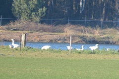 Anser anser domesticus