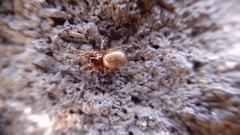 Robertus lividus