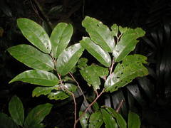Prunus tikalana