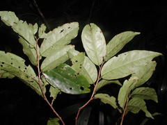 Prunus tikalana