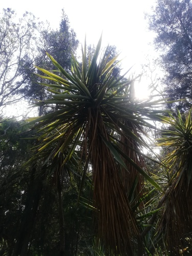 Yucca gigantea