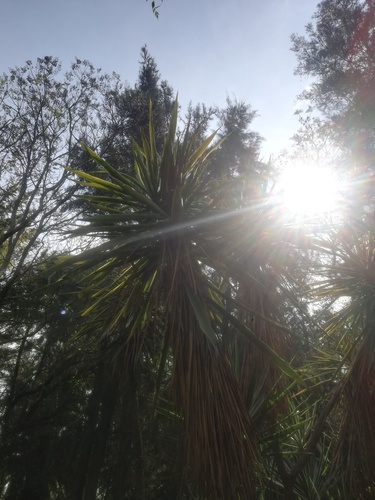 Yucca gigantea