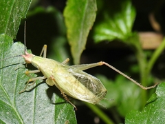 Oecanthus texensis