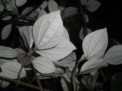 Sinclairia discolor