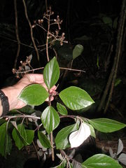 Sinclairia discolor