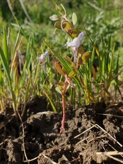 Linaria reflexa, photograph (c) Mehdi Chetibi, some rights reserved (CC BY)