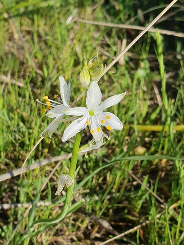 Anthericum baeticum