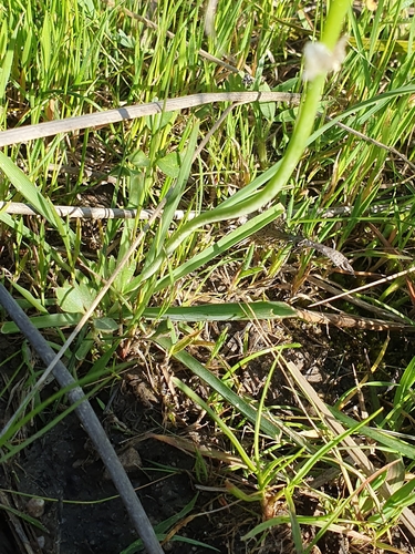 Anthericum baeticum, photograph 2