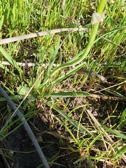 Anthericum baeticum, photograph (c) Mehdi Chetibi, some rights reserved (CC BY)