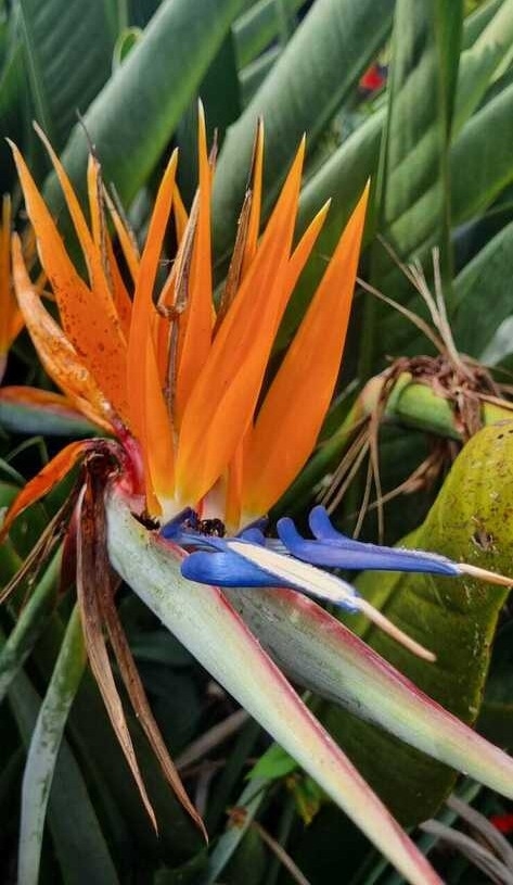 Strelitzia reginae