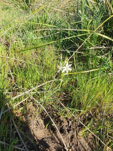 Anthericum baeticum, photograph 3